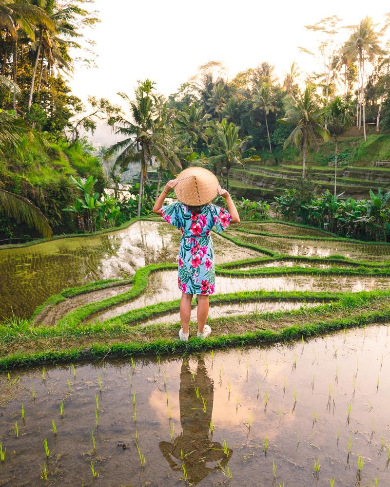 BaliRiceFieldsHatLiv