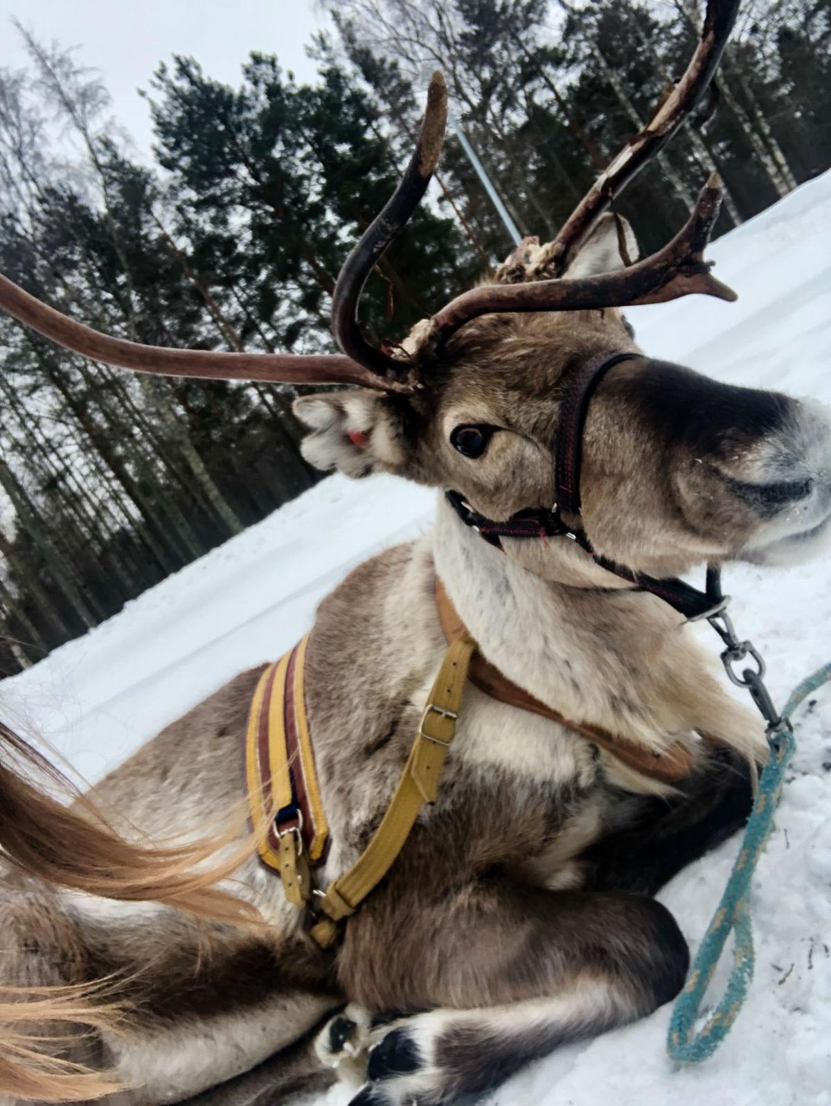 ErasmusReindeer