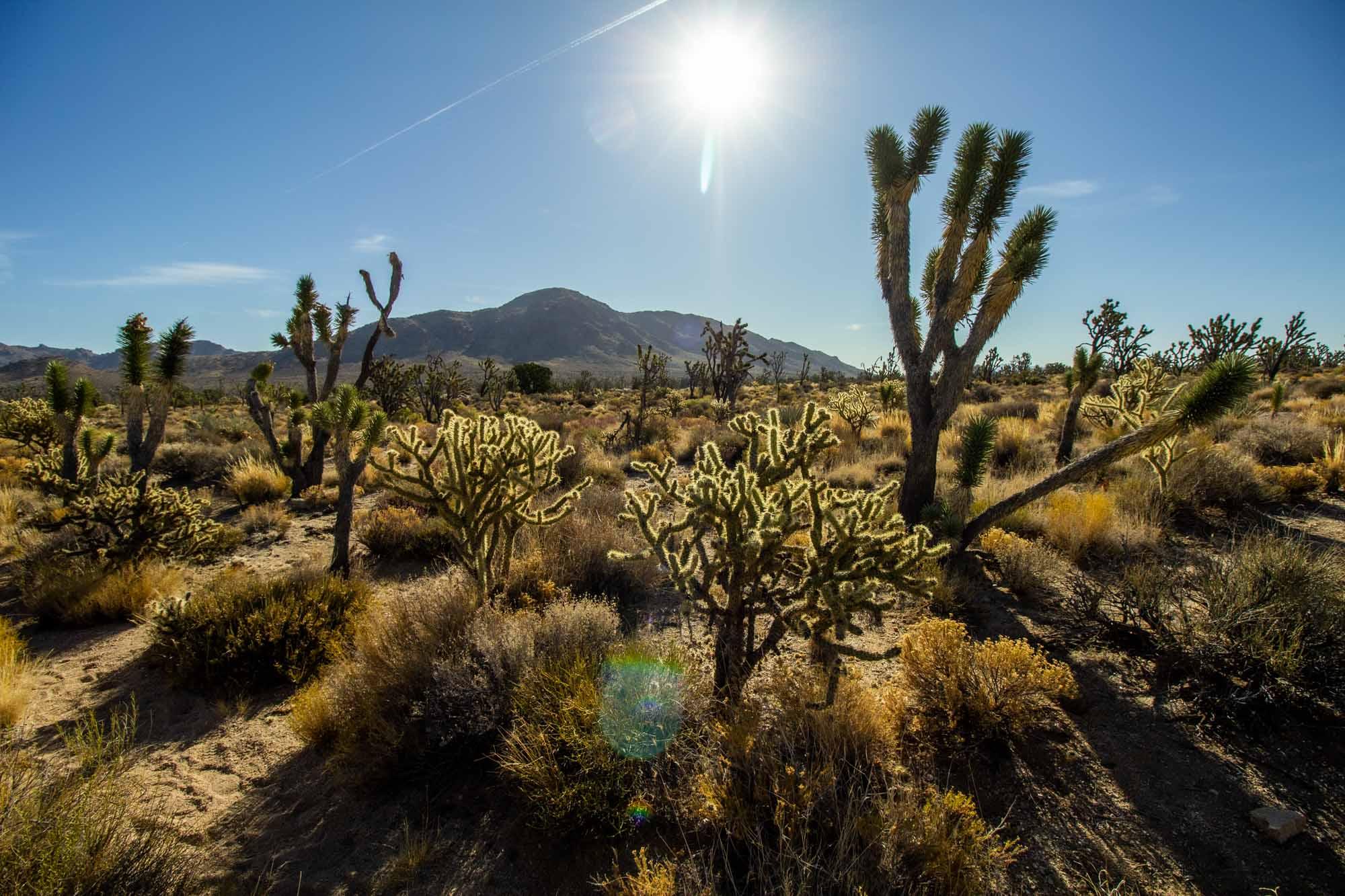 MojaveTreesDetail