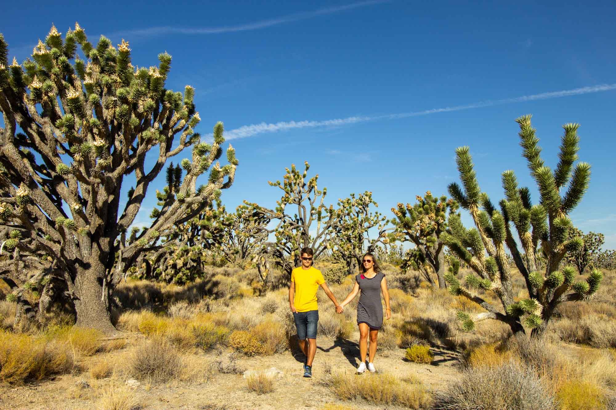 MojaveWalk