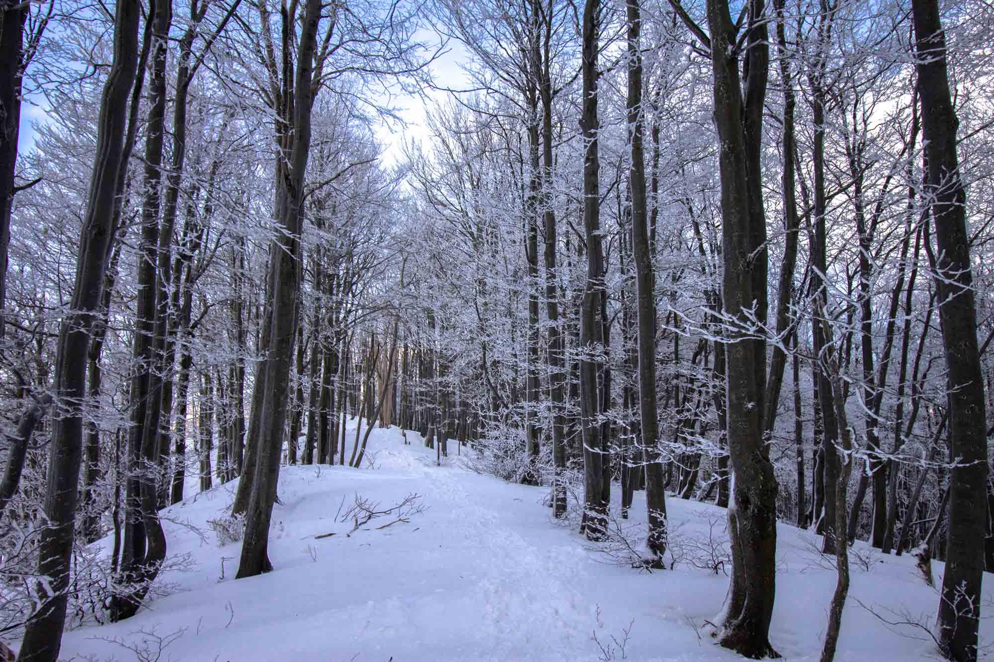 KlakForest