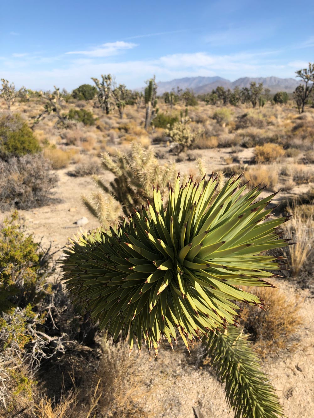 MojaveJoshuaTreeDetail